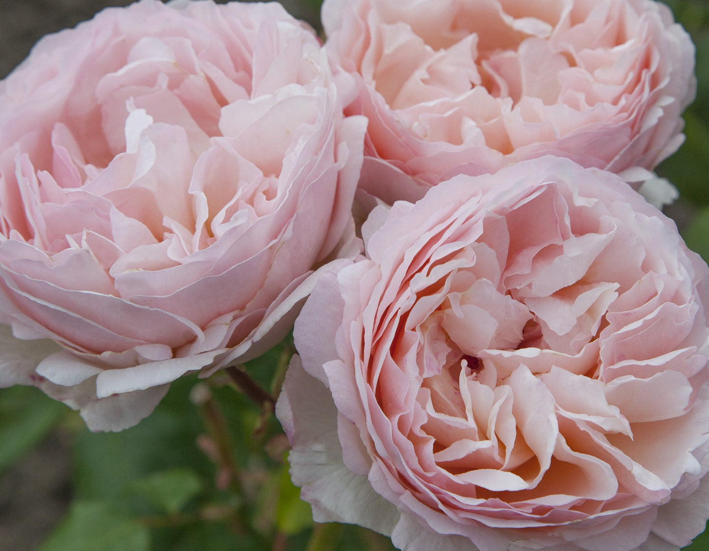Princesse Charlene de Monaco® (Fresh Cut Rose Stems – 1 dozen)