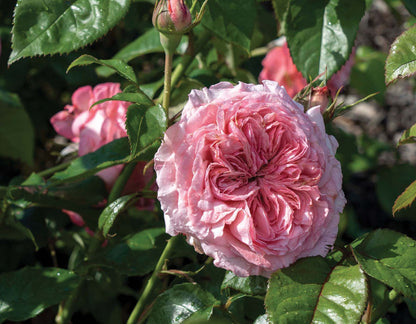 Romantica® Ball Gown™ (Fresh Cut Rose Stems – 1 dozen)
