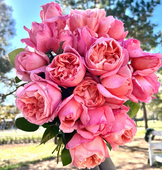 Sweet Mademoiselle™ (Fresh Cut Rose Stems – 1 dozen)