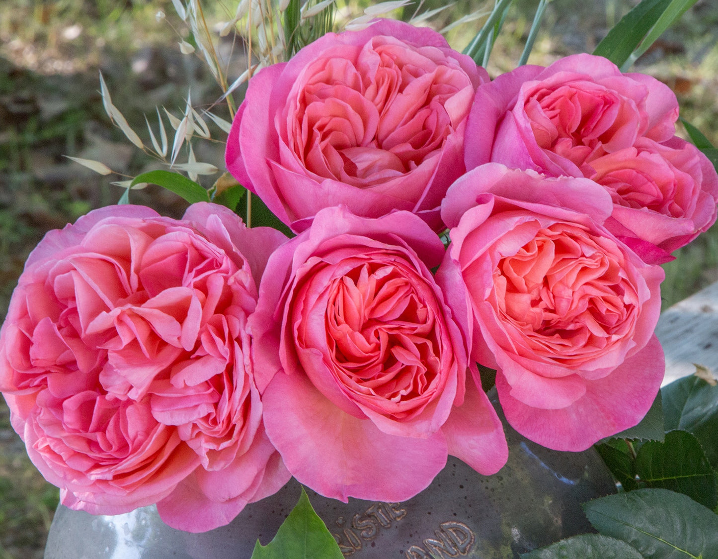 Sweet Mademoiselle™ (Fresh Cut Rose Stems – 1 dozen)