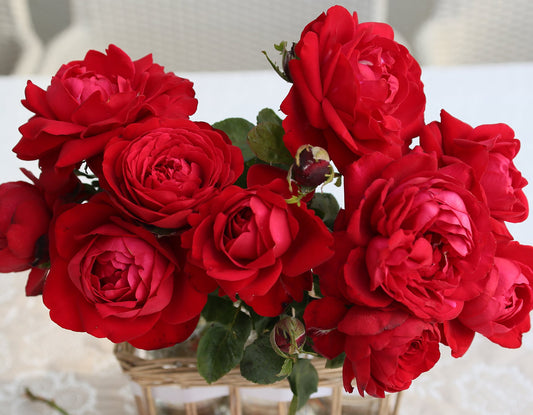 Tiamo™ (Fresh Cut Rose Stems – 1 dozen)
