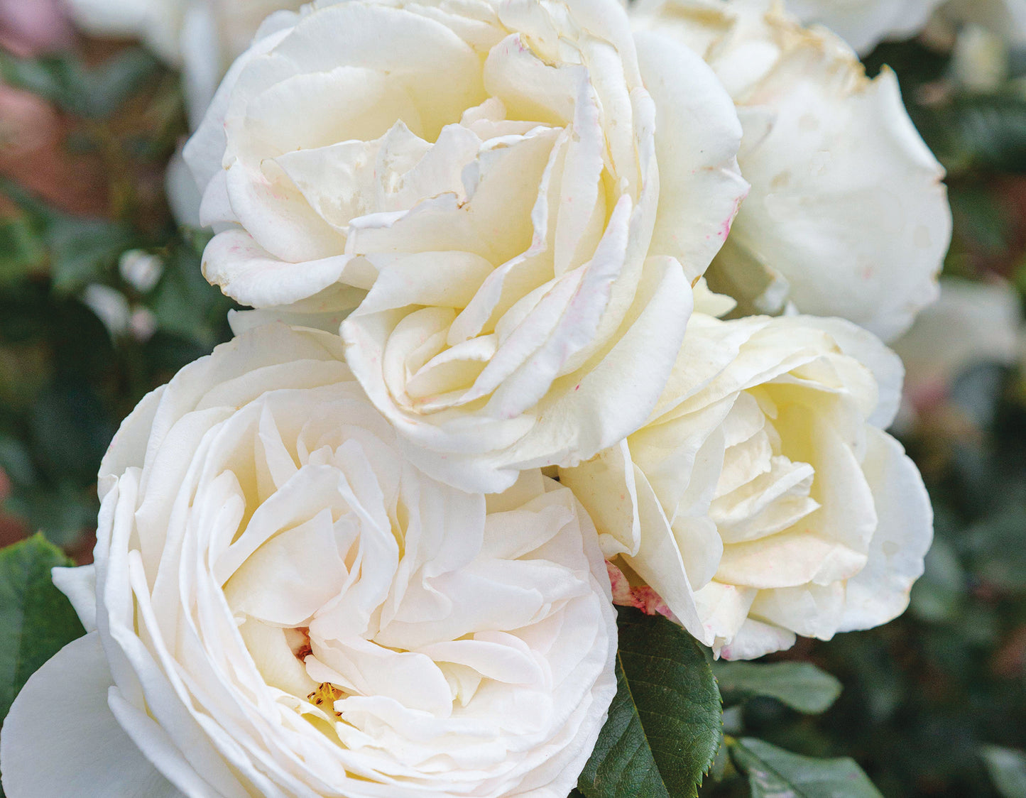 Top Cream™ (Fresh Cut Rose Stems – 1 dozen)