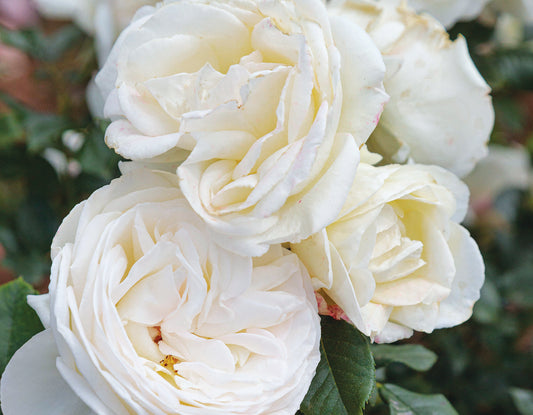 Top Cream™ (Fresh Cut Rose Stems – 1 dozen)
