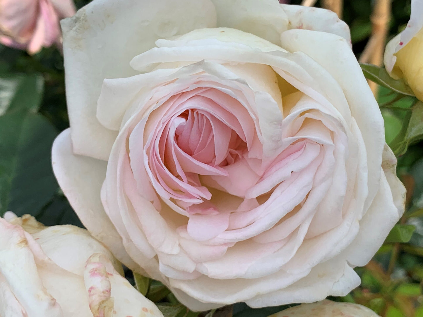 Top Cream™ (Fresh Cut Rose Stems – 1 dozen)