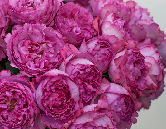 Yves Piaget® (Fresh Cut Rose Stems – 1 dozen)