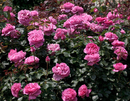 Yves Piaget® (Fresh Cut Rose Stems – 1 dozen)