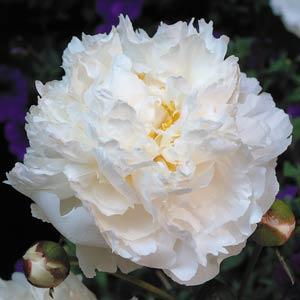 Peony- Bowl of Cream