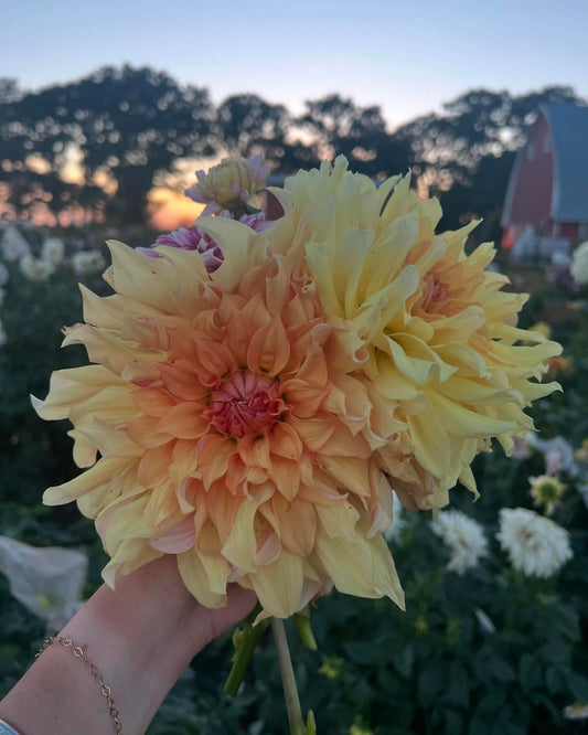 Dahlia Big Brother