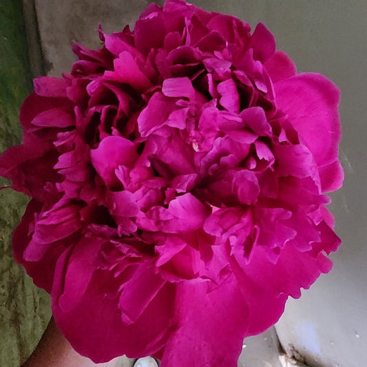 Peony-Felix Supreme