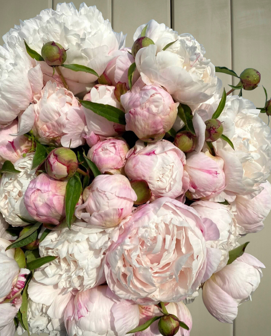 Peony-Gardenia
