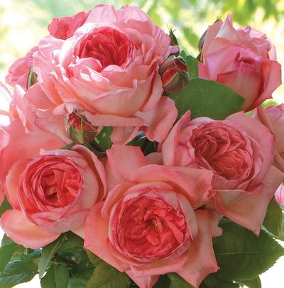 Liv Tyler™ (Fresh Cut Rose Stems – 1 dozen)