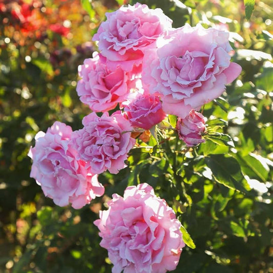 Memorial Day™ (Fresh Cut Rose Stems – 1 dozen)