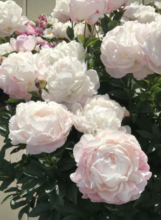 Peony- Nick Shaylor