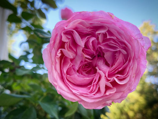 Romantica® Ball Gown™ (Fresh Cut Rose Stems – 1 dozen)