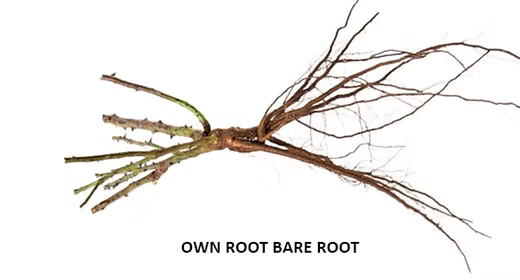 Parfuma® Earth Angel™ Bare-Root Rose